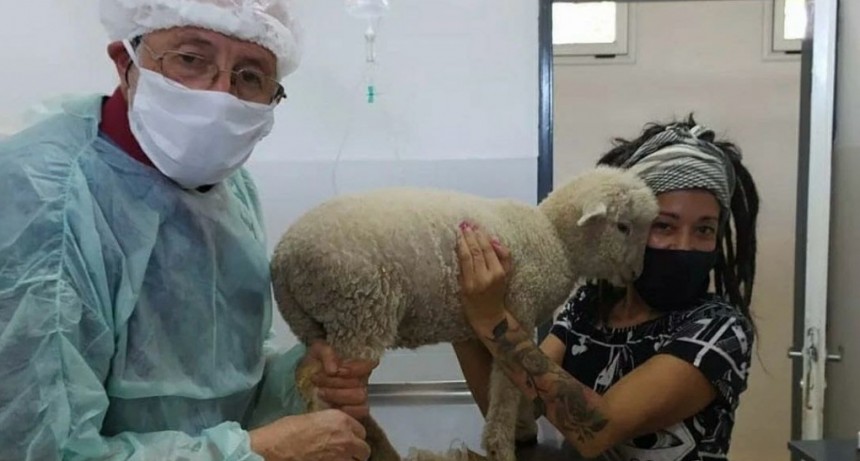 El Hospital Municipal de Zoonosis no solo salva vidas de perros y gatos