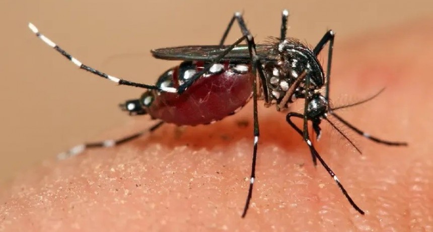 Pilar lleva registrados 30 casos de dengue