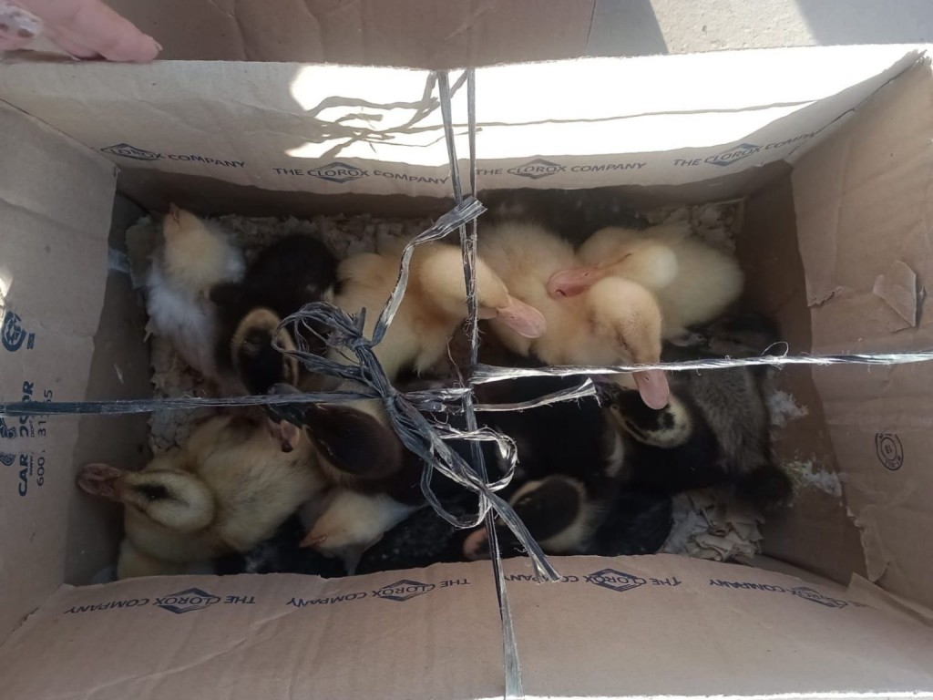La Municipalidad de Escobar rescató patos y pollitos que eran comercializados de forma ilegal
