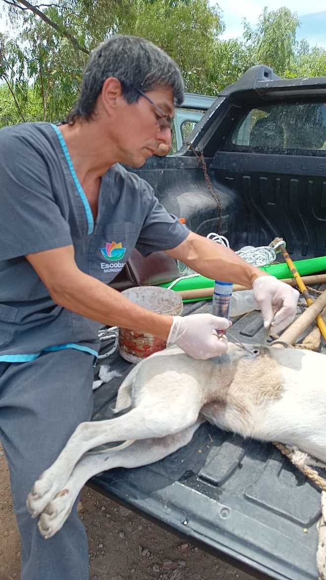 La Municipalidad de Escobar colaboró con el rescate de 50 perros que vivían en pésimas condiciones en una casa de Maschwitz