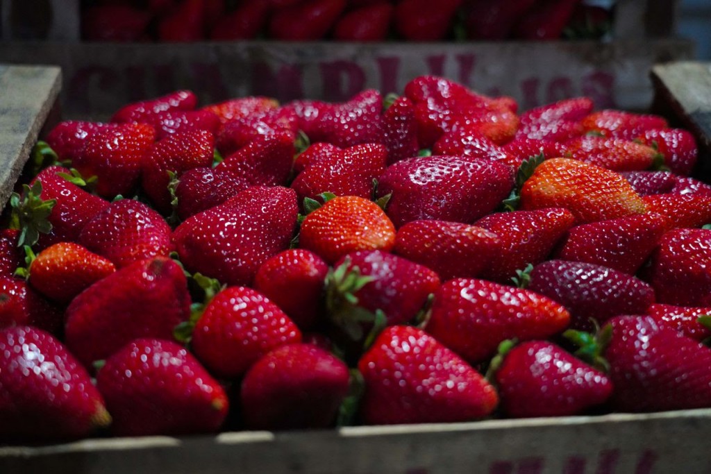 Llega a Escobar la Fiesta de la Frutilla